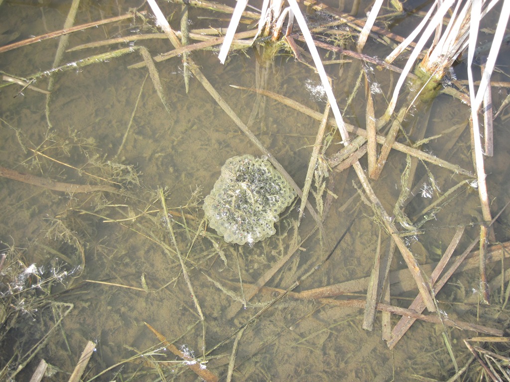 Fermento nei canali e stagni.